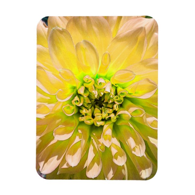 Gult Dahlia Flower Magnet (Vertikal)