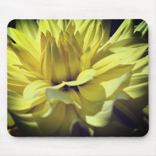 Gult Dahlia Flower Petals Up Close Musmatta (Framsidan)