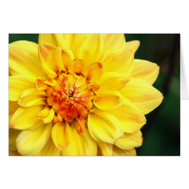 Gult Dahlia Hälsningskort (Framsidan Horizontal)