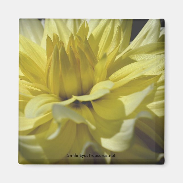 Gult Dahlia Macro Blomsterfotografi Magnet (Framsidan)