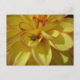 Gult Dahlia med Rosa Gräns DIY-vykort Vykort