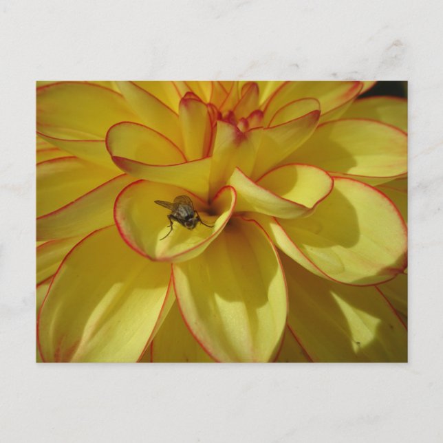 Gult Dahlia med Rosa Gräns DIY-vykort Vykort (Framsida)