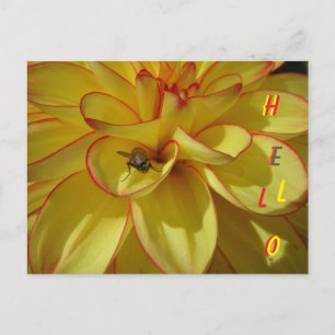Gult Dahlia med vykort för Rosa Gräns HEJ