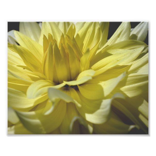 Gult Dahlia Petals 10x8 Flower Fototryck (Framsidan)