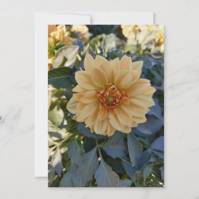 Gult Dahlia sommarblomma Blankt gratulationskort (Framsida)