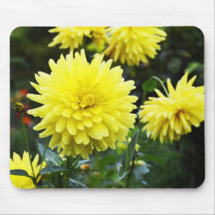 Gult dahlias blommigt musmatta
