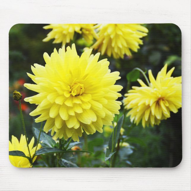 Gult dahlias blommigt musmatta (Framsidan)