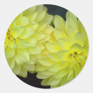 Gult Dahlias Runt Klistermärke