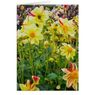 Gult dahlias-trädgård hälsningskort