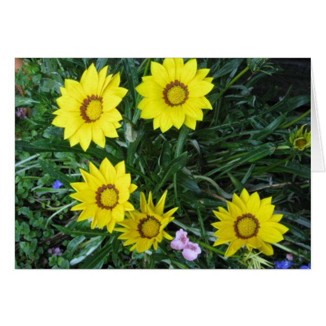 Gult Daisy Card OBS Kort (Framsidan Horizontal)