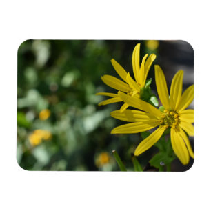 Gult Daisy Fotografi av Blommigtens blomningstyp Magnet