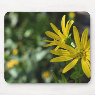 Gult Daisy Fotografi av Blommigtens blomningstyp Musmatta