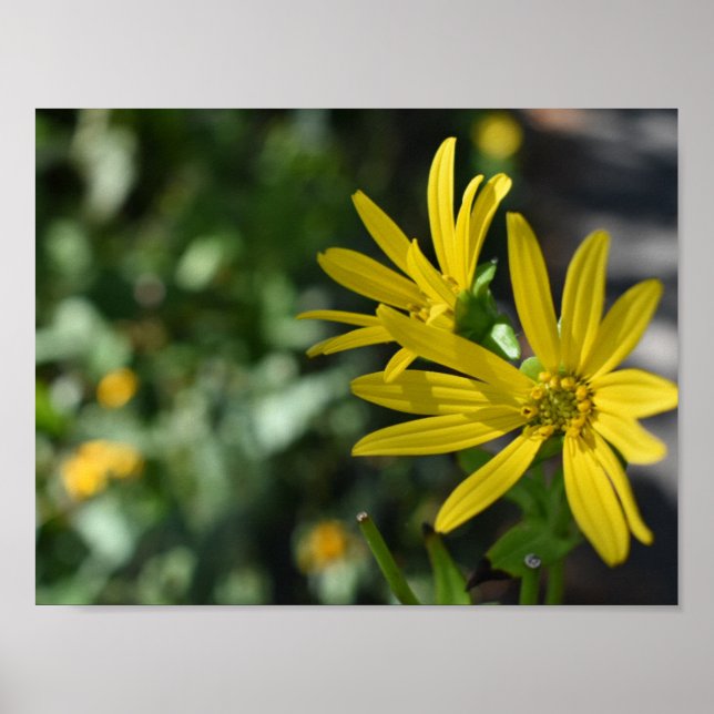 Gult Daisy Fotografi av Blommigtens blomningstyp Poster (Framsidan)