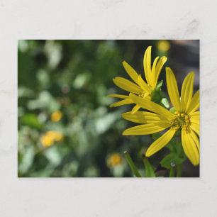 Gult Daisy Fotografi av Blommigtens blomningstyp Vykort