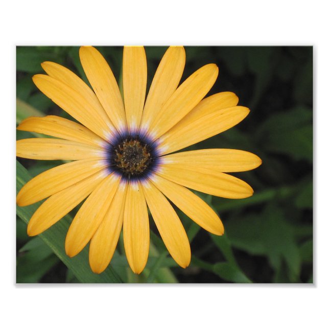 Gult Daisy fotoutskrift Fototryck (Framsidan)