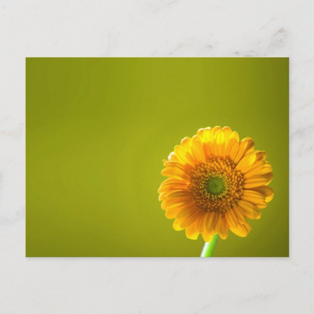 Gult Daisy Gerbera Flower Vykort (Framsida)