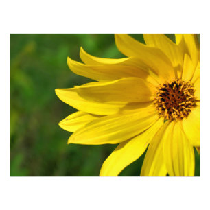 Gult Daisy Helenium Fototryck