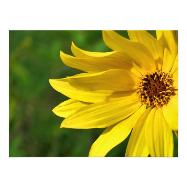 Gult Daisy Helenium Fototryck (Framsidan)