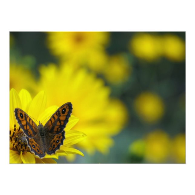 Gult Daisy Helenium Fototryck (Framsidan)