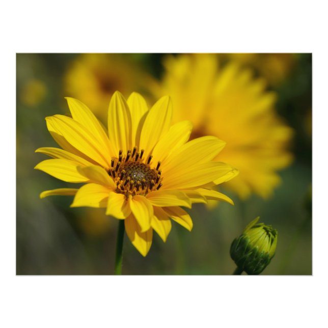 Gult Daisy Helenium Fototryck (Framsidan)