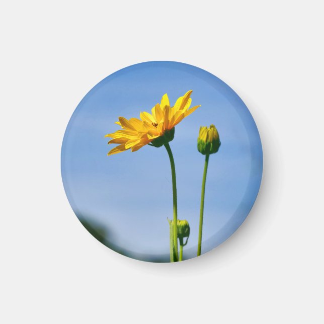 Gult Daisy Helenium Magnet (Framsidan)