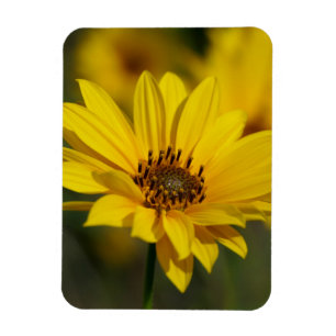 Gult Daisy Helenium Magnet