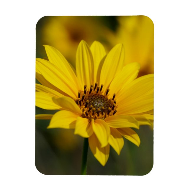 Gult Daisy Helenium Magnet (Vertikal)