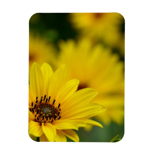 Gult Daisy Helenium Magnet (Vertikal)