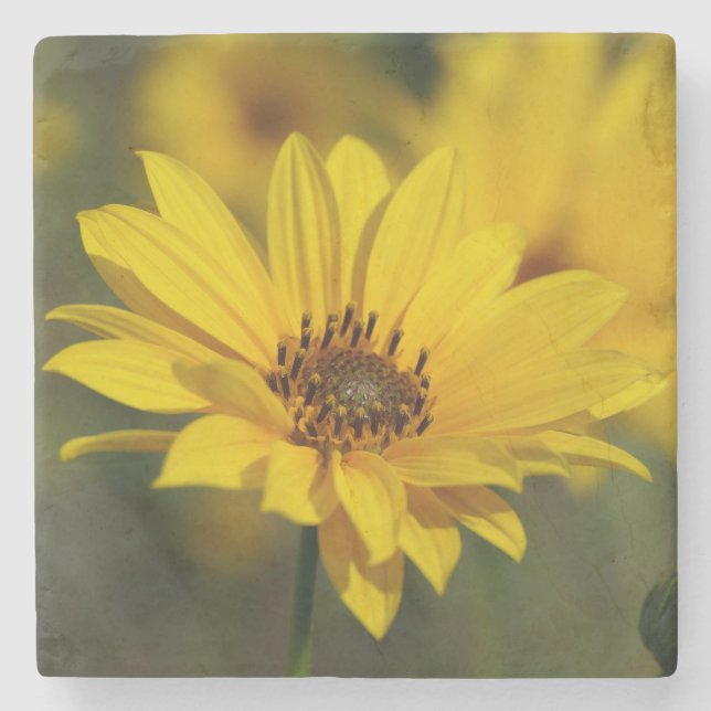 Gult Daisy Helenium Stenunderlägg (Framsidan)