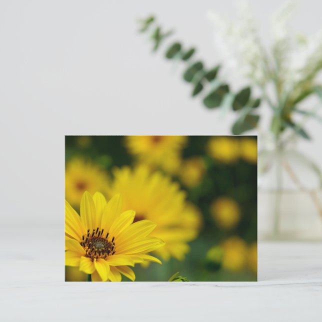 Gult Daisy Helenium Vykort (Stående Fram)