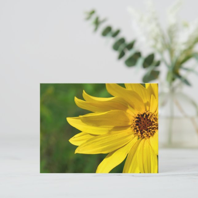 Gult Daisy Helenium Vykort (Stående Fram)