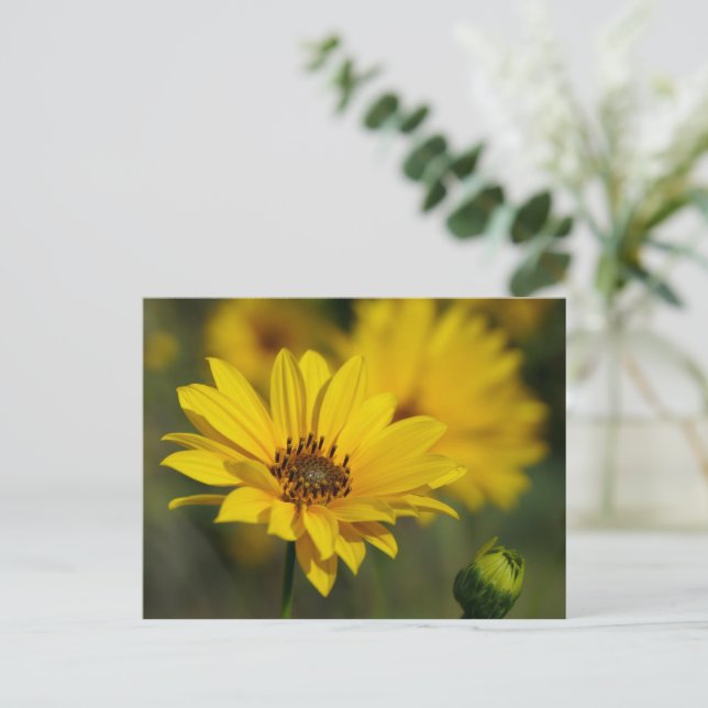 Gult Daisy Helenium Vykort (Stående Fram)