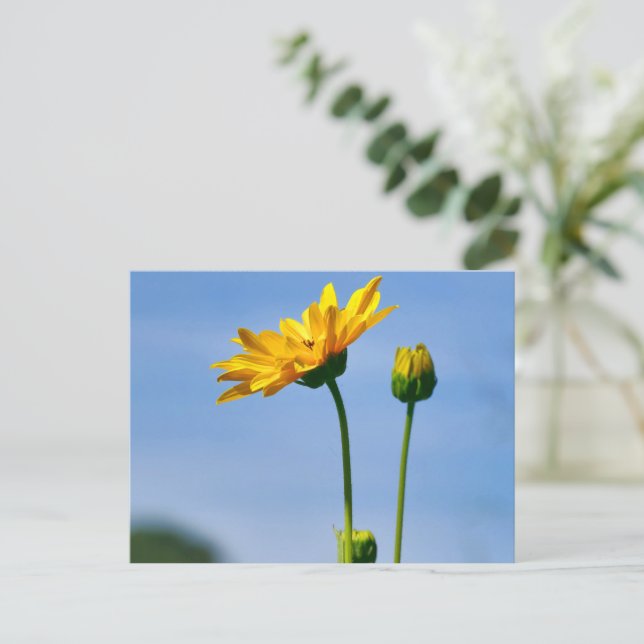 Gult Daisy Helenium Vykort (Stående Fram)