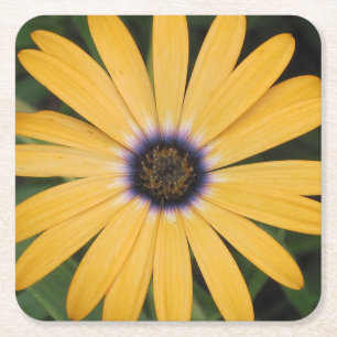 Gult Daisy Party Underlägg Papper Kvadrat