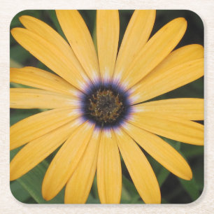 Gult Daisy Party Underlägg Papper Kvadrat