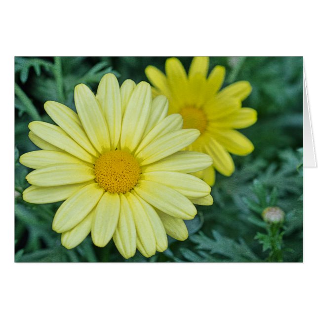 Gult Daisy PhotoArt-Anpassade Hälsningskort (Framsidan Horizontal)
