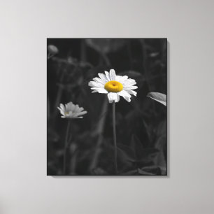 Gult Daisy, svartvitt foto Canvastryck