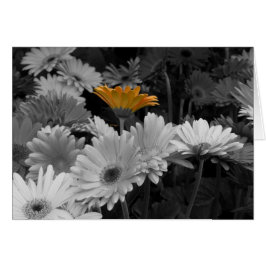 Gult daisykort hälsningskort