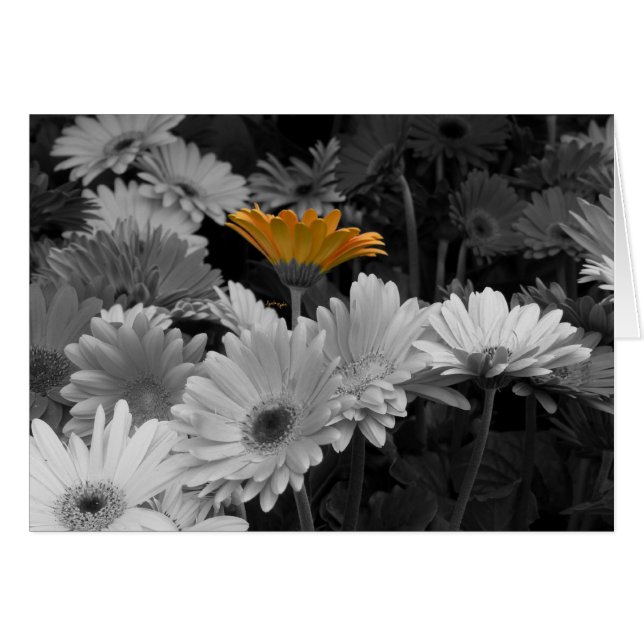 Gult daisykort hälsningskort (Framsidan Horizontal)
