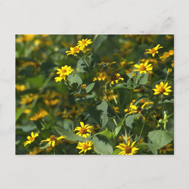 Gult Daisys Fotovykort Helg Vykort (Framsida)