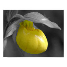 Gult Dam - glidpipett, orchid Flower Partial Färg