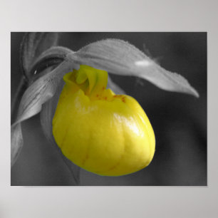 Gult Dam - glidpipett, orchid Flower Partial Färg Poster