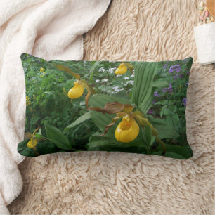 Gult Dam Slipper Orchid Flowers in Bloom Lumbarkudde