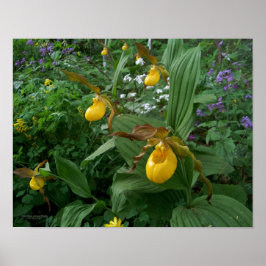 Gult Dam Slipper Orchid Flowers in Bloom Poster