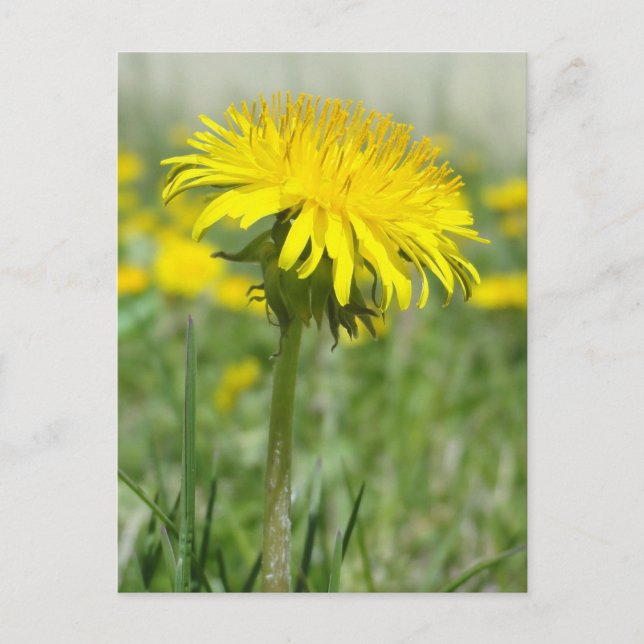 Gult Dandelion Vykort (Framsida)