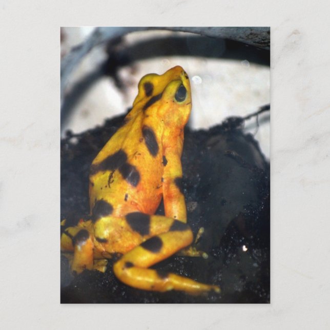 gult Dart groda Vykort (Framsida)