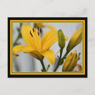 Gult Day Lillies Vykort