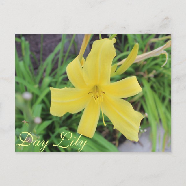 Gult Day Lily # 1 Vykort (Framsida)