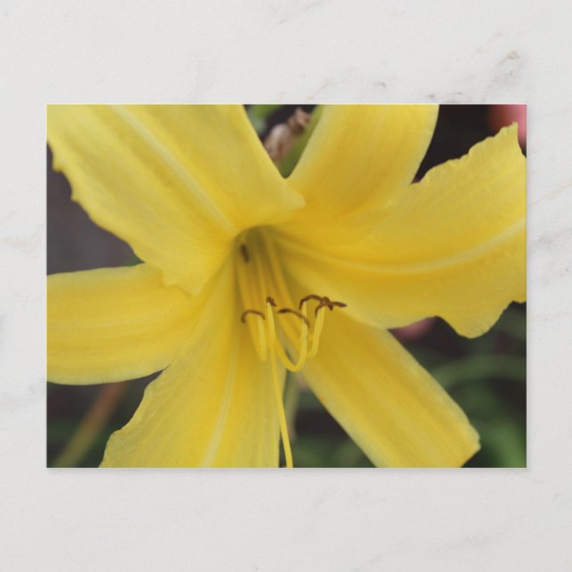 Gult Day Lily # 2 Vykort (Framsida)