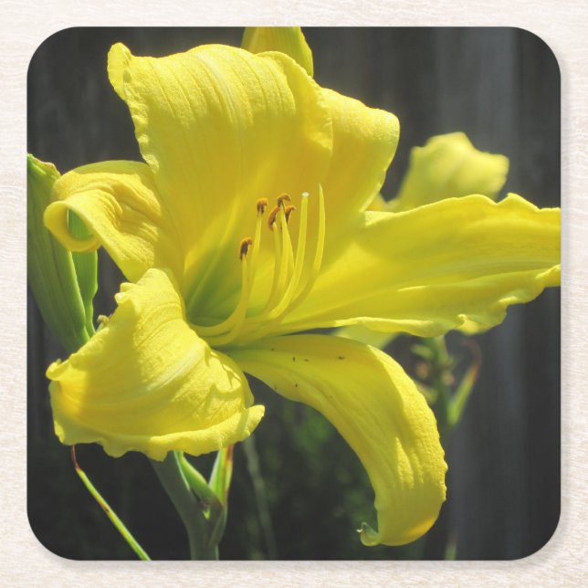 Gult Day Lily Party Underlägg Papper Kvadrat (Framsidan)